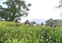 Beyond the Chaos: Why Sylhet is the “London” of the East "Lush green tea gardens in Sreemangal, Sylhet, known as the tea capital of Bangladesh.