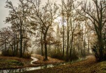 Dark Days, Vitamin D & The “Onion” Look: Surviving Your First German Winter A foggy, dark winter street in Germany with streetlights on during the day